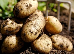 馬鈴薯（土豆）冷庫存儲技術說明，保鮮期10個月-萬能制冷